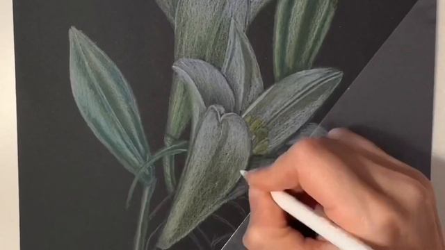 Как нарисовать Лилии цветными карандашами смотреть онлайн