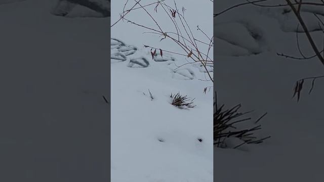 Сліди лебедя | Лебедині сліди | Сліди на снігу | Фото-охота | Лебідь на волі | Як знайти лебедя смотреть онлайн