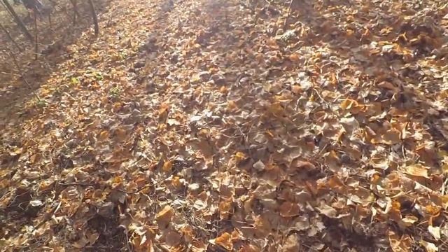 За белыми грибами смотреть онлайн