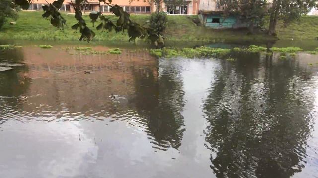 #Гусев | река #Писса | УТКИ смотреть онлайн