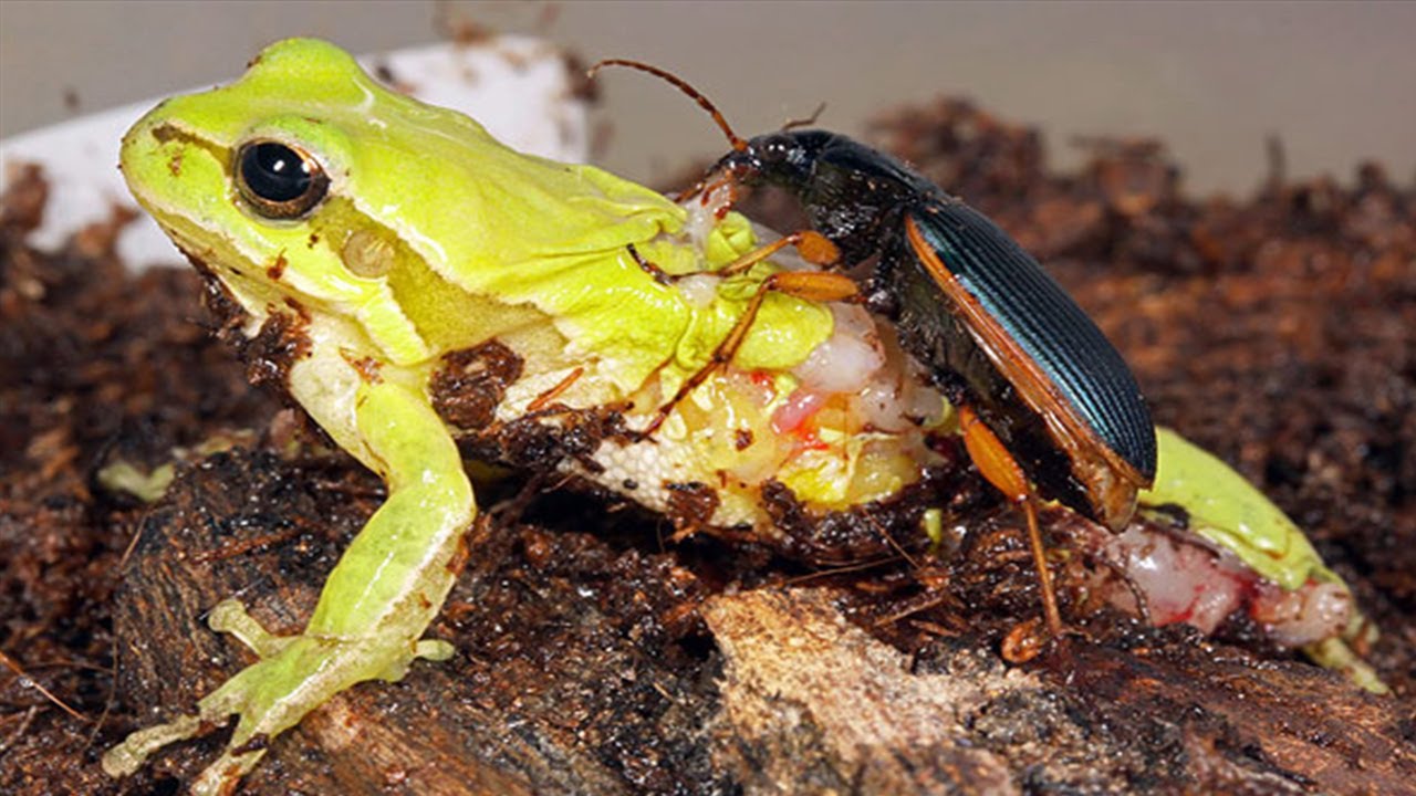 Жужелица Эпомис - истребитель лягушек! Жук против лягушки. Насекомые в деле! смотреть онлайн