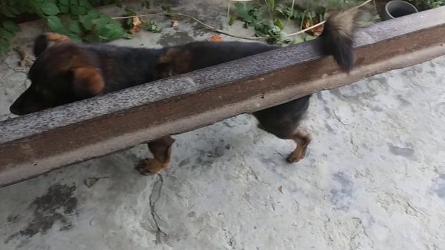Пёсик чешет спинку и урчит смотреть онлайн