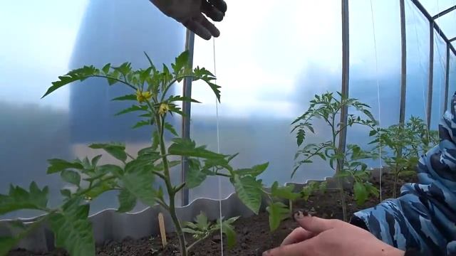 Подвязка помидор быстро крепко и легко