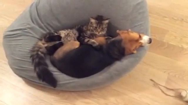 Кот мейнкун Риччи и собачка бигль Норвегия смотреть онлайн