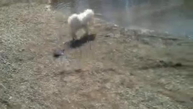 купание белого самоеда Бая смотреть онлайн