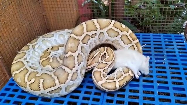 WARNING!!BLOODY LIVE FEEDING! 3 RATS VS BURMESE PYTHON!!PART 1 смотреть онлайн