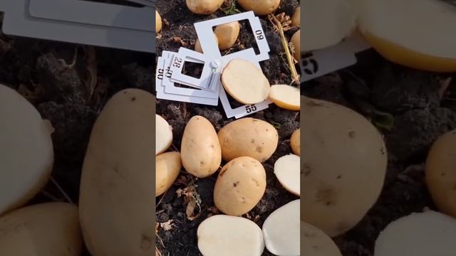Новинка!!! Сорт картофеля Ла Страда из Свердловской области! смотреть онлайн