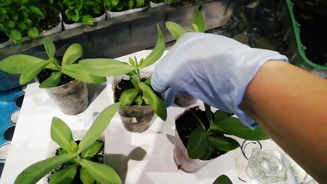 НУЖНА ЛИ ЭУСТОМЕ ПРИЩИПКА. РАЗВЕЮ ВАШИ СОМНЕНИЯ. смотреть онлайн