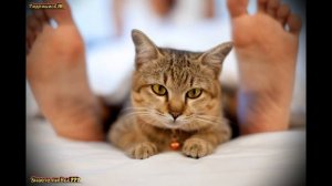 Почему Кошки Спят в Ногах у Человека?