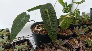 Anthurium veitchii /Cuidados