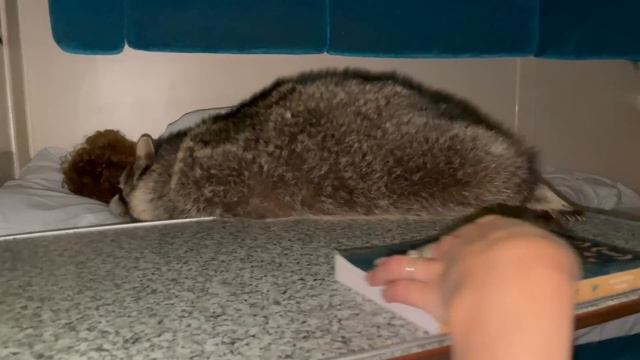 Трое суток с енотом Темой на поезде: фан-встречи, подарки, реакция людей смотреть онлайн