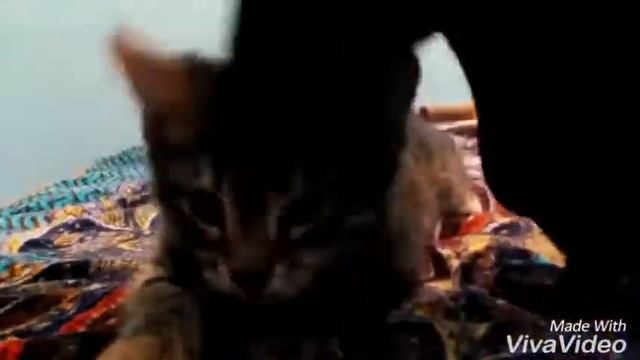 Короче говоря...Они сошли с ума!!! смотреть онлайн