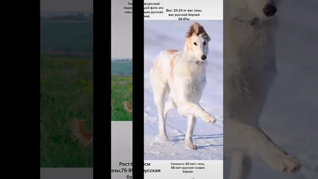 Сравнение тазы и русской борзой ?? смотреть онлайн