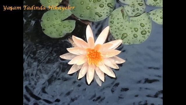 ALLAH'IN HİKMET İ- Dini Hikayeler | Ibretlik Dini Hikayeler | Yaşanmış Dini Hikayeler | Dini Kıssa
