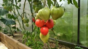 Томат Бычье сердце Минусинское. Сладкие сердца!