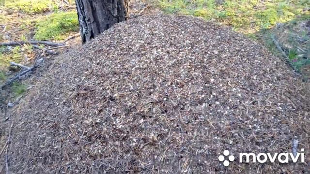 Поехала в лес за грибами, а приехала с дровами. смотреть онлайн