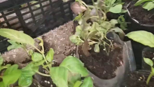 #ОБЗОР РАССАДЫ #2 ЧАСТЬ# 23.03.21г.# смотреть онлайн