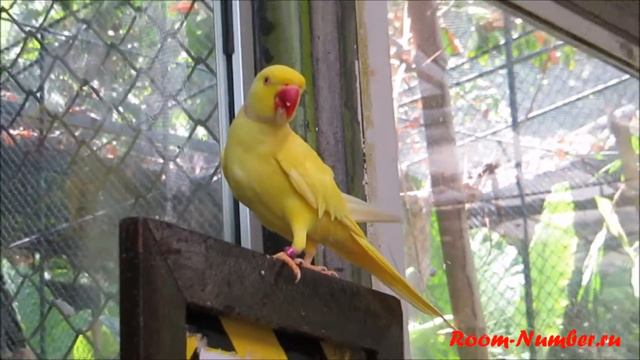 Phuket Bird Park: прогулка по парку птиц смотреть онлайн