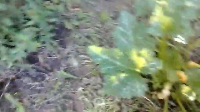 Экскурсия по даче часть 5-6 конец смотреть онлайн