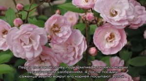 Роза Хэвенли Пинк (Heavenly Pink) — описание сорта