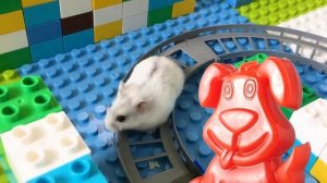 Кто победит: хомяк или крокодил? Схватка в лего-лабиринте на глазах у желейного Стасика.