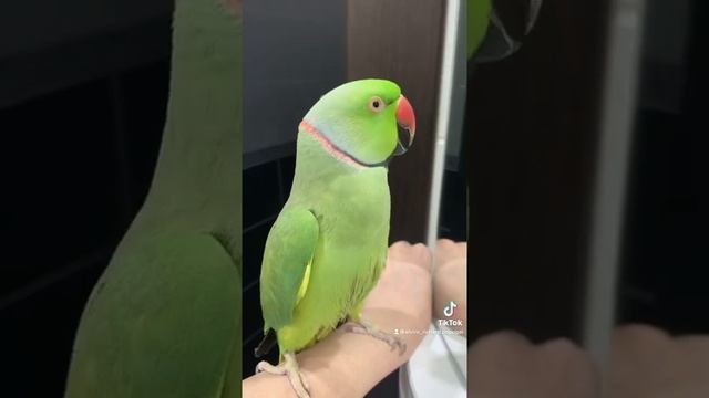 Говорящий ожереловый попугай Ричи