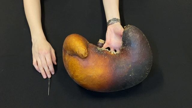 Строение однокамерного желудка смотреть онлайн