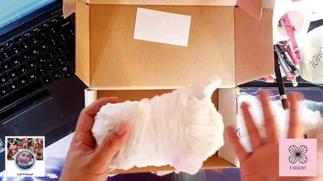 Graptopetalum Paraguayense 'AWAYUKI' Variegata - Plant Gift from Ms. Czel & K-Succulents смотреть онлайн