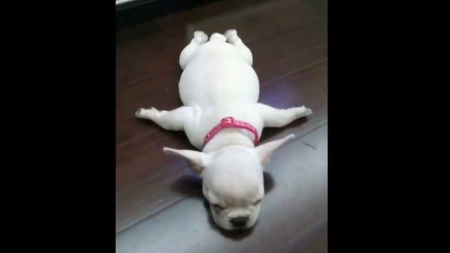 Где упал, там и уснул!!!! смотреть онлайн