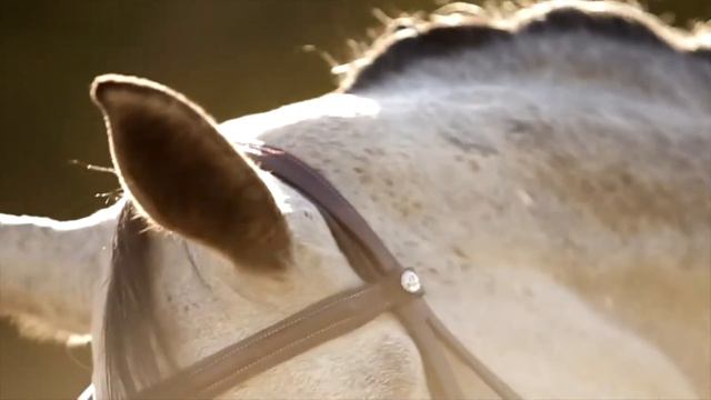 H club promo смотреть онлайн