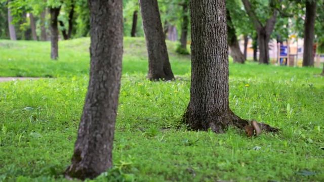 Белки шалунишки смотреть онлайн