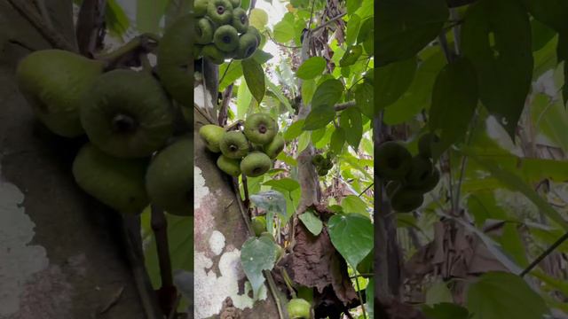 Green Fig Fruit (Monguzüno) смотреть онлайн