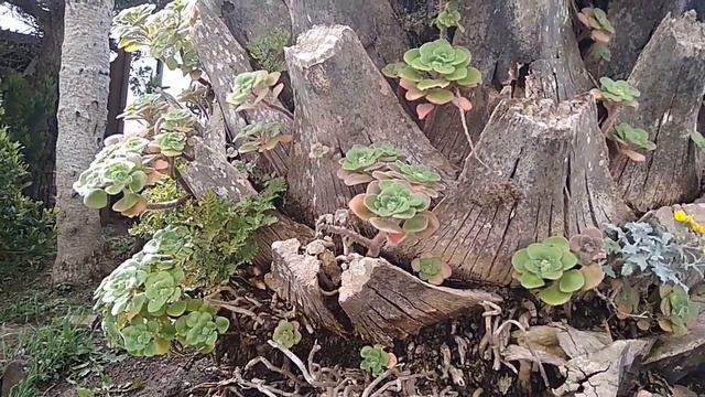 Родина эониумов смотреть онлайн