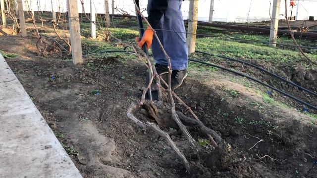 ? ИДЕАЛЬНОЕ УКРЫТИЕ ВИНОГРАДА НА ЗИМУ Последняя обработка винограда осенью. смотреть онлайн