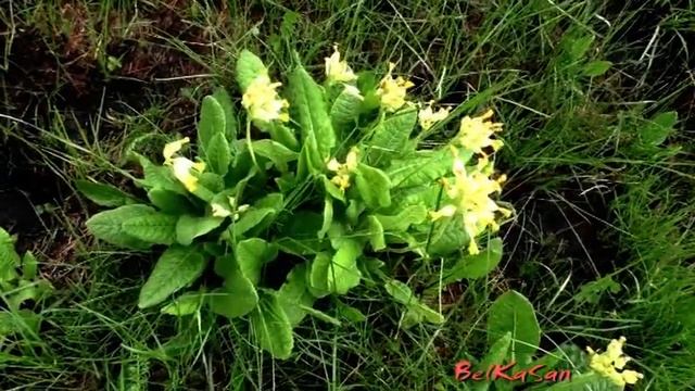 Полезные растения в быту. Первоцвет весенний, Примула, Баранчики. смотреть онлайн