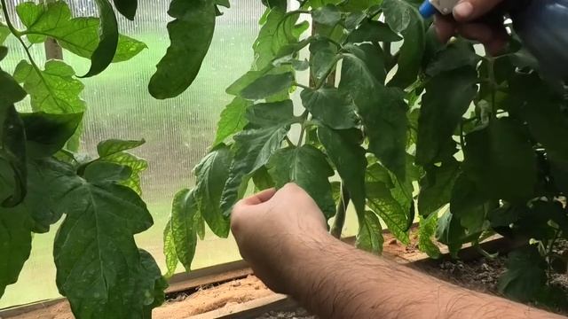 ☀️ Эффективный способ борьбы с кладоспориозом. Вегетация томатов на Вятке '20 #10 от 1 августа смотреть онлайн
