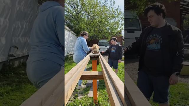 Дрессировка собак.
Работа корги пемброк и владельцев в городе