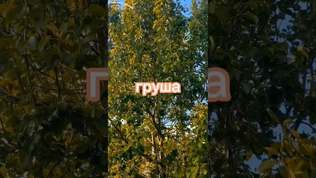 #ладалеля #оздоровление #дача #семья #счастье #берегиня смотреть онлайн