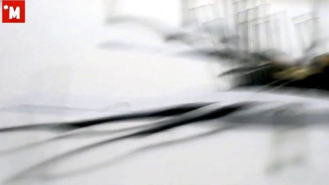 Как сделать сухое насекомое в рамке. смотреть онлайн
