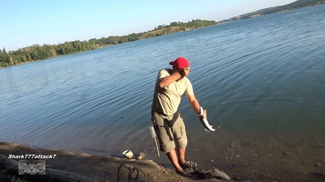 Простая ловля судака на живца-малька Летом в жару. смотреть онлайн