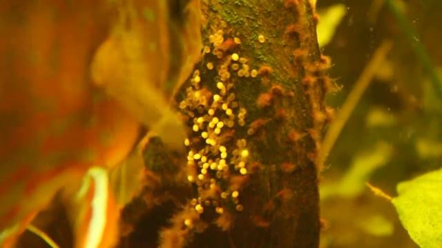 Дискусы в общем аквариуме. Вывелась личинка смотреть онлайн