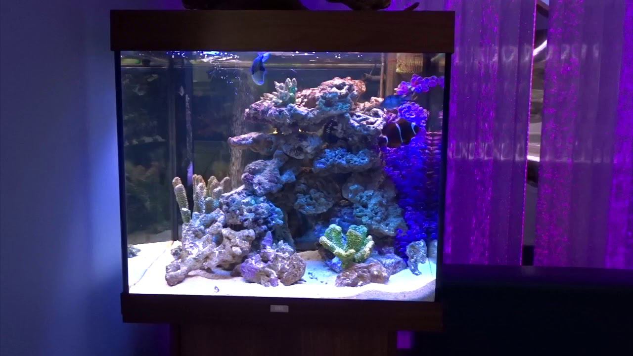 Аквариум с тумбой Juwel Lido 200 за полцены! смотреть онлайн