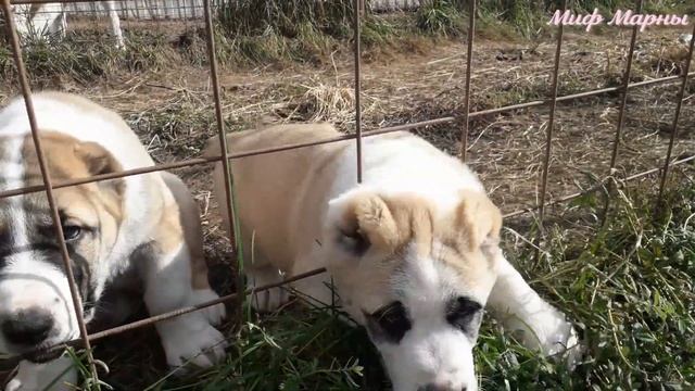 Четыре сыночка и лапочка дочка. Щенки алабая Миф Марны Помет помет Т от 29.07.2022 смотреть онлайн