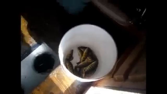 the blue ice report feb 27 2014 смотреть онлайн