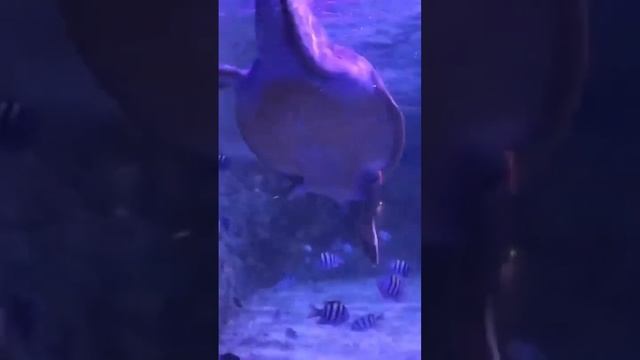 ТОП-100 достопримечательностей мира!? Часть 23/100 Большой Океанариум Хургады, Хургада, Египет #poi смотреть онлайн