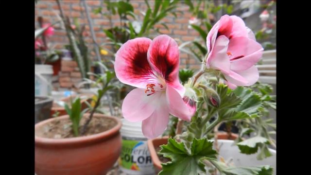 Coleccion de pelargonium смотреть онлайн