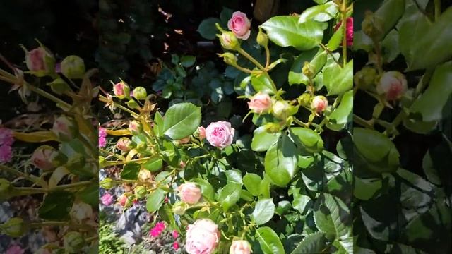 Англия. Роза Blue Girl смотреть онлайн