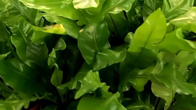 Asplenium nidus смотреть онлайн