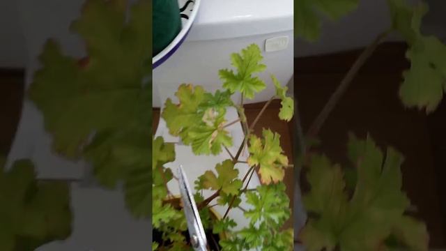 Propagating Attar Of Roses Pelargonium.