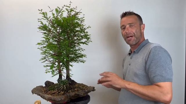 ?? Bonsai Taxodium distichum informazioni & lavori смотреть онлайн